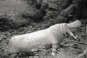 For 13 years (1982-1995), this full-scale cement sculpture of a hippopotamus was located in the Mill Creek branch off Bolinwood Drive in Chapel Hill. Local children frequently played on it. In June of 1995 the hippo was kidnapped! (photo courtesy of the Smithsonian Inventory of American Sculpture)