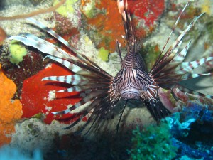 A closeup of a lionfish. (Photo by Walter Hackerott)