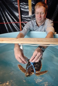 Biology professor Kenneth Lohmann and graduate student J. Roger Brothers found that turtles imprint on the unique magnetic field of their natal beach as hatchlings and use this information to return as adults. (photo by Dan Sears)