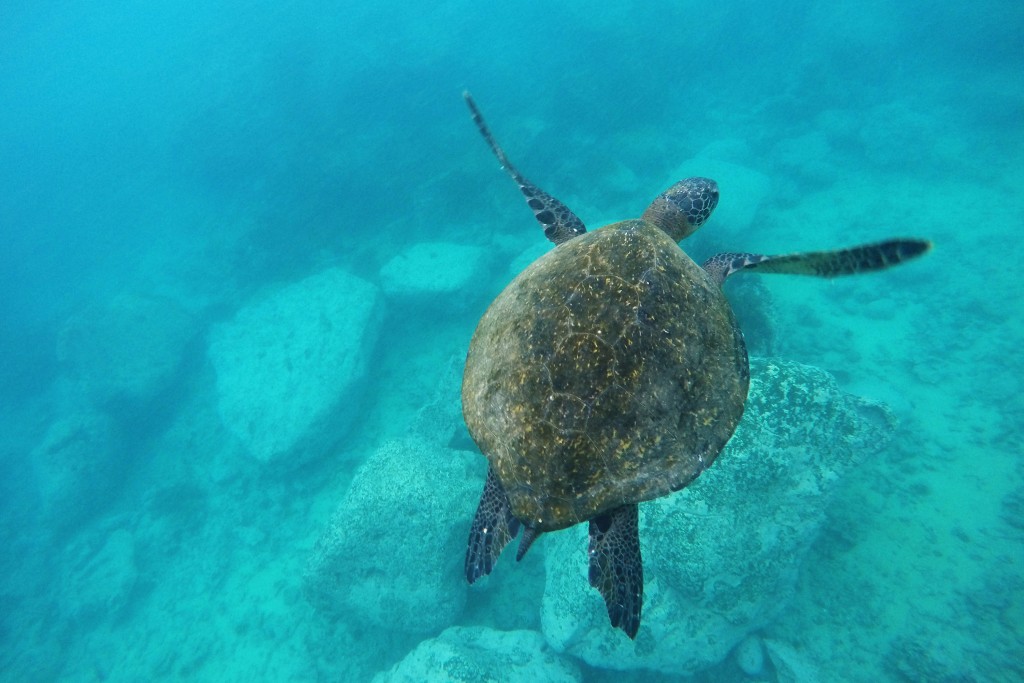  A Pacific green sea turtle swims in Darwin Bay, located a little over a mile from the Galapagos Science Center. (Photo by Mary Lide Parker)