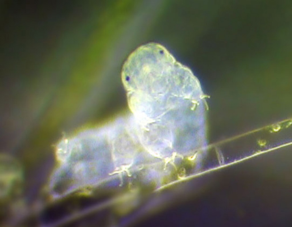 New tardigrade findings raise questions about the connection between foreign DNA and the ability to survive extreme environments. (Photo by Sinclair Stammers)