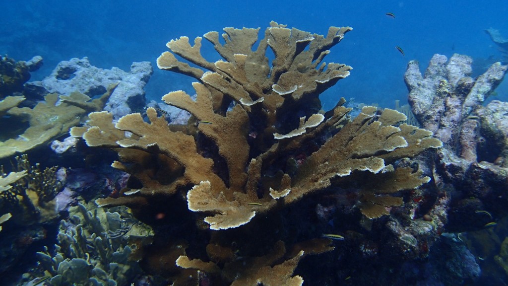 A colony of elk horn coral, Acropora palmata, which is listed as threatened under the U.S. endangered species act. This species once dominated Caribbean reefs but has been virtually wiped out by disease and climate change. (From Akumal, Mexico, in 2014. Photo by John Bruno)