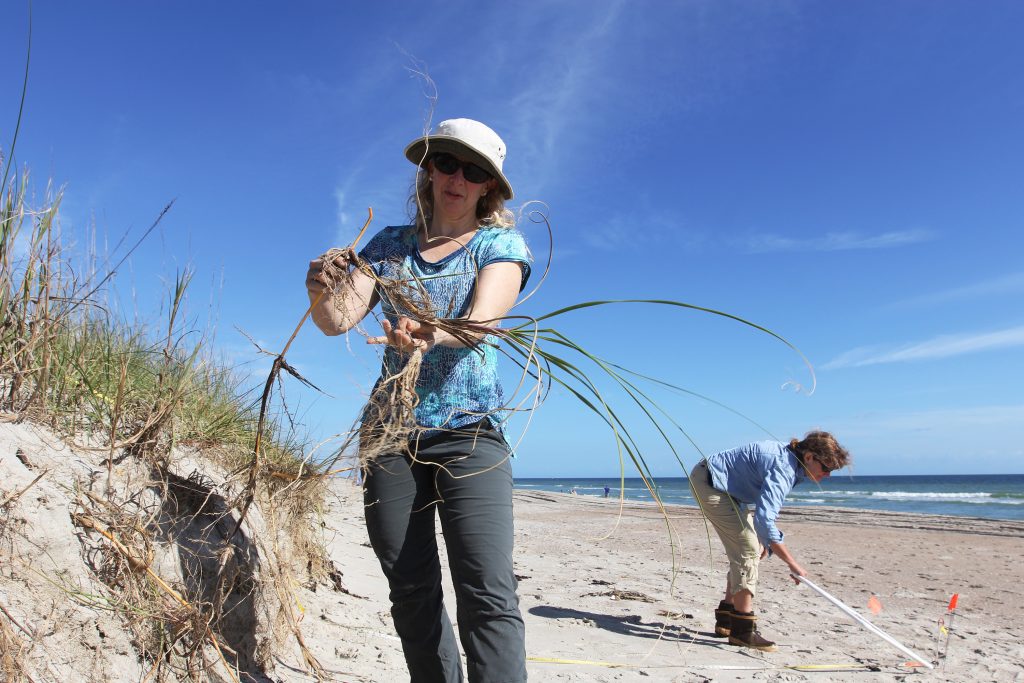 There are many different types of dune grasses. Here, Laura Moore inspects some sea oats (scientific name uniola paniculata), commonly found on beaches in the southeastern United States. (photo by Mary Lide Parker)