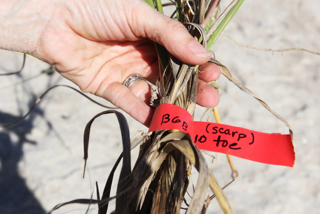 Researchers tag grasses from different parts of the dune. This sample is from the “toe,” referring to the base of the dune on the beach. (photo by Mary Lide Parker)