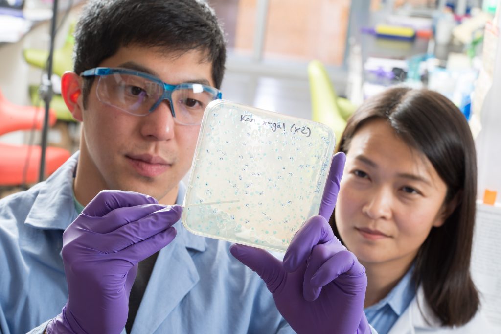 Chemistry graduate student Andrew Chan (with Bo Li) uses a blue-white screen to isolate mutant bacteria deficient in making an antibiotic. This method helps determine the bacterial genes involved in the synthesis of the antibiotic, so these genes can be used to guide the discovery of new antibiotics. (photo by Steve Exum)