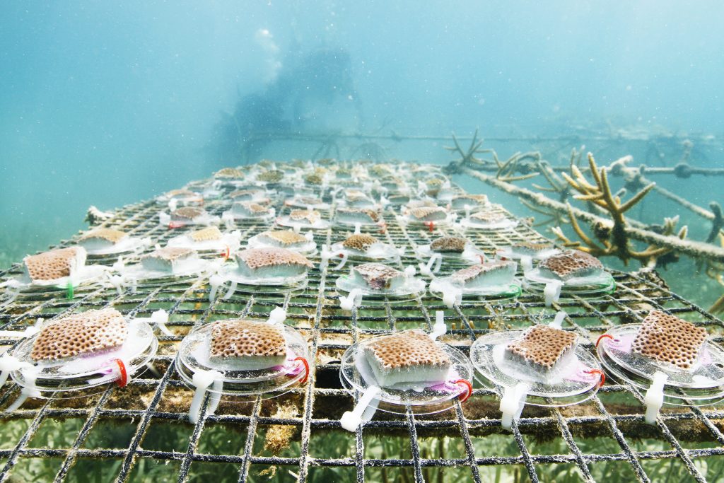 Over the course of six days, Justin Baumann and his team collected 12 colonies of coral, cut them into 312 pieces, and then transplanted them onto underwater tables. Baumann will spend the next year monitoring their growth. (photo by Mary Lide Parker)